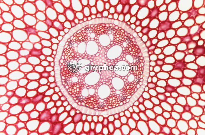 Racine d'Iris - cylindre central CT x40 - gryphea.com